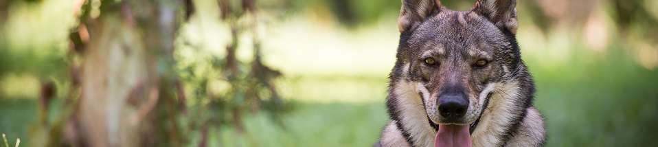 Cão Lobo Tchecoslovaco