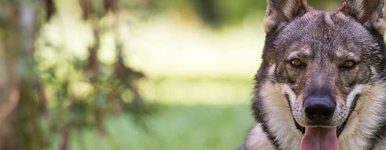 Cão Lobo Tchecoslovaco