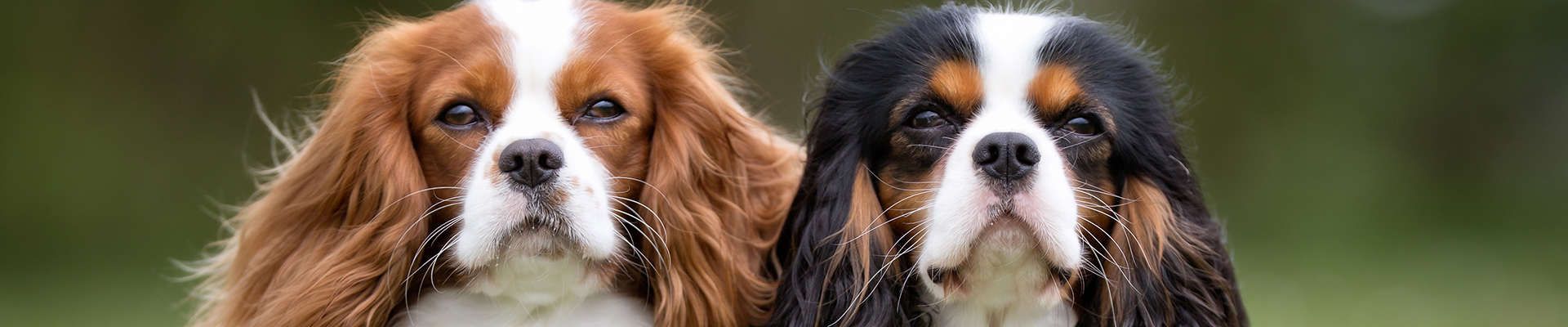 Cavalier King Charles Spaniel