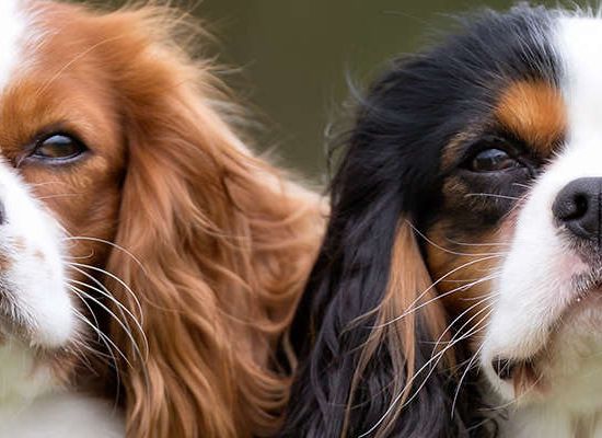 Cavalier King Charles Spaniel