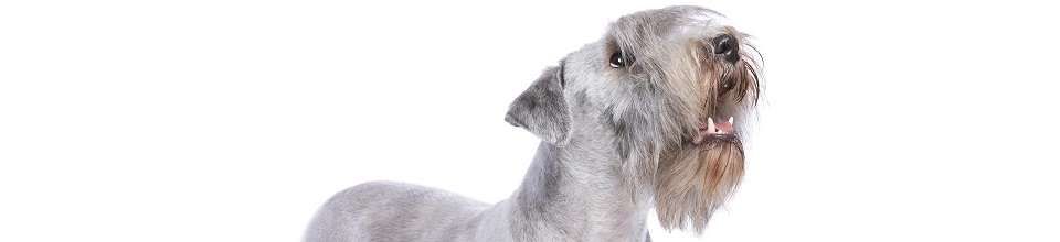 Cesky Terrier