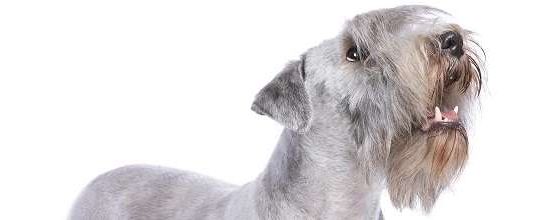 Cesky Terrier