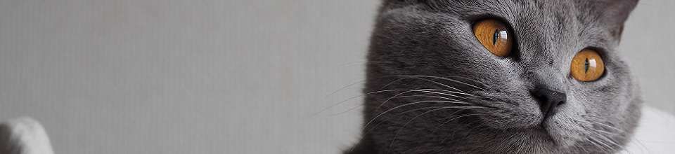 Chartreux