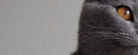 Chartreux