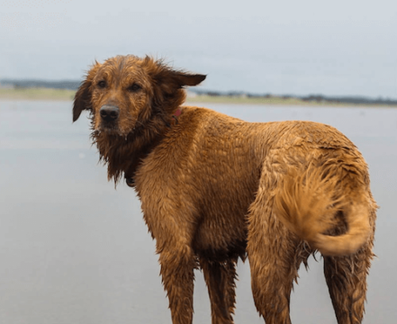 Chesapeake Bay Retriever