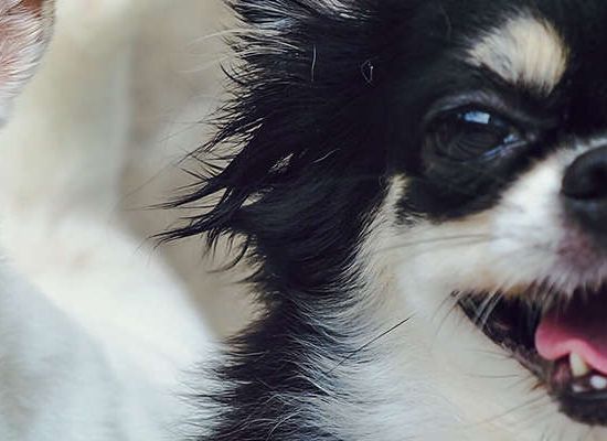 Chihuahua