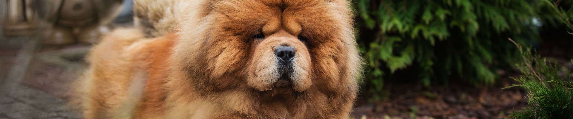 Chow Chow