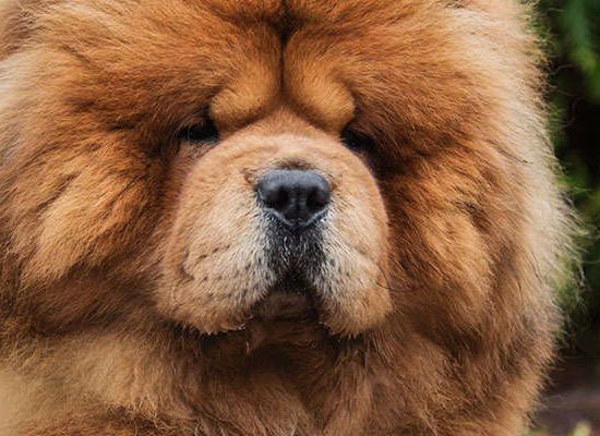 Chow Chow