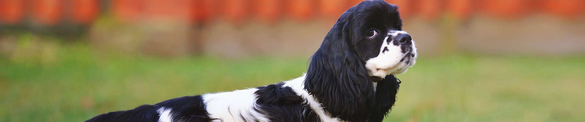 Cocker Spaniel Americano