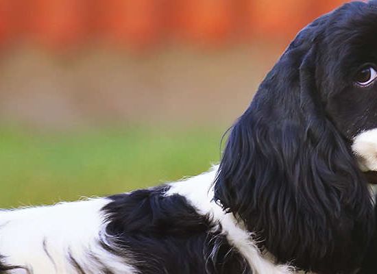 Cocker Spaniel Americano