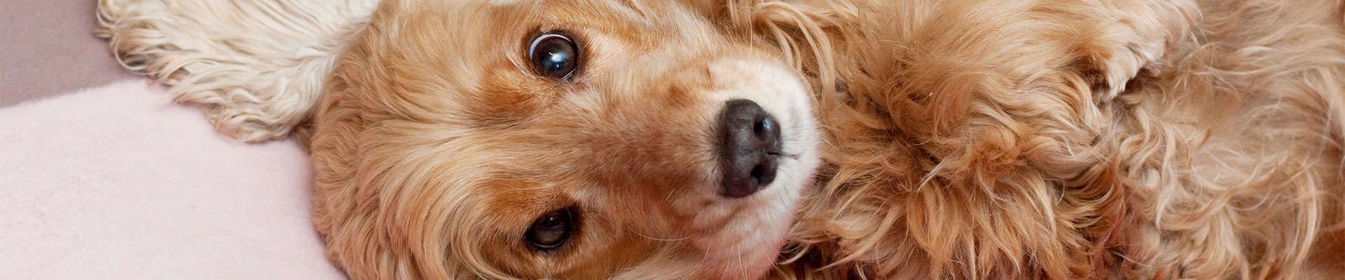 Cocker Spaniel Inglês