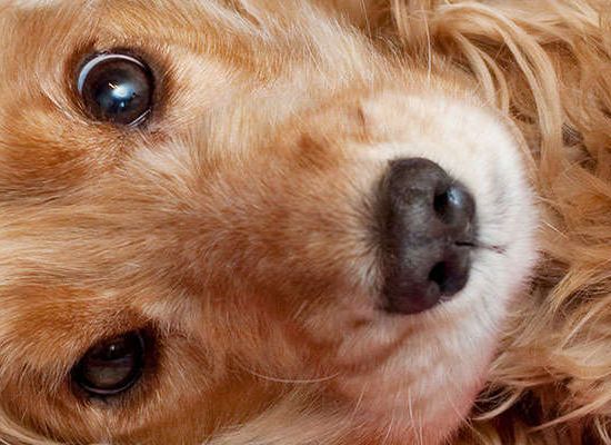 Cocker Spaniel Inglês