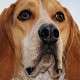 Coonhound Preto E Castanho