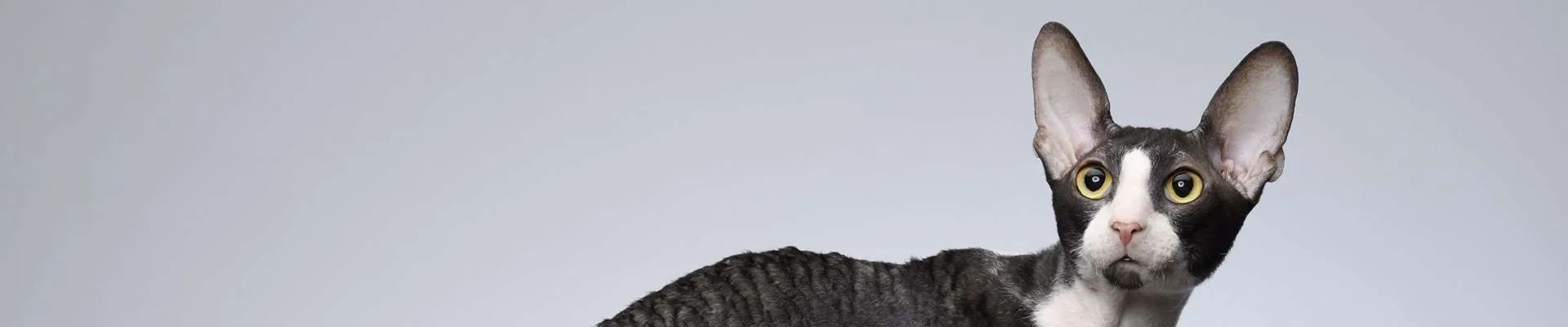 Cornish Rex