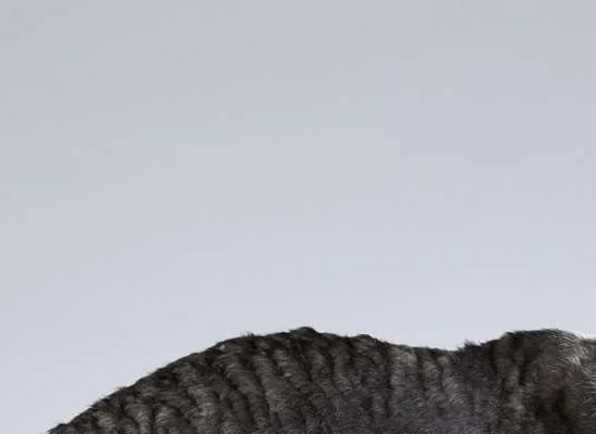 Cornish Rex
