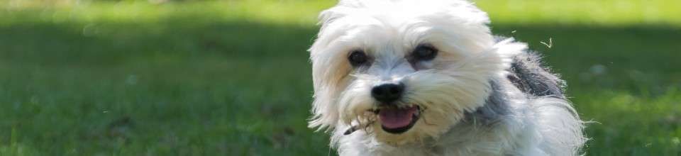 Dandie Dinmont Terrier