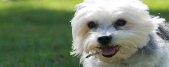 Dandie Dinmont Terrier