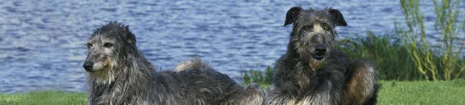 Deerhound