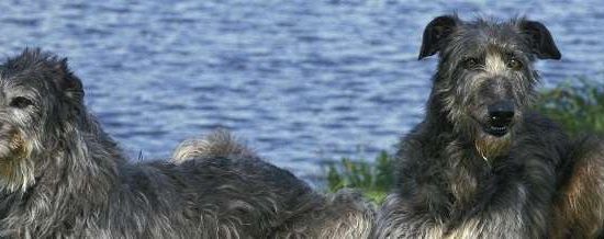 Deerhound