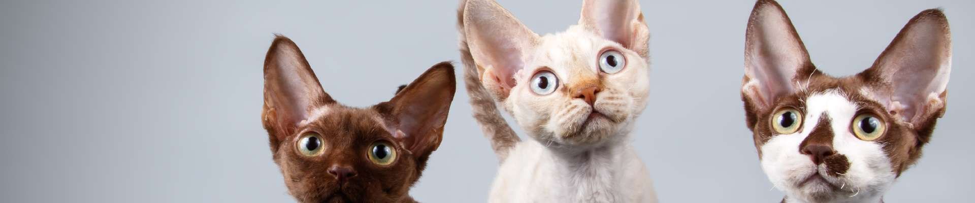 Devon Rex