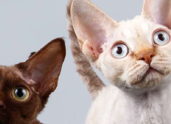 Devon Rex