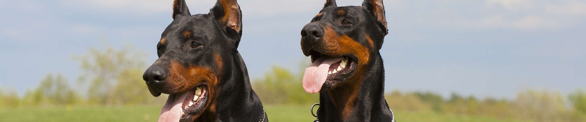Doberman