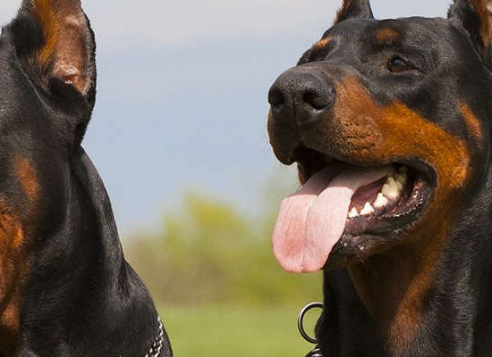 Doberman