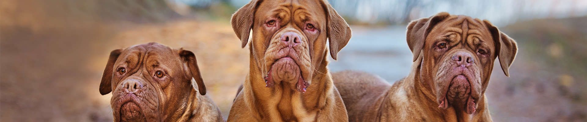Dogue de Bordeaux