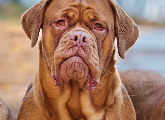Dogue de Bordeaux
