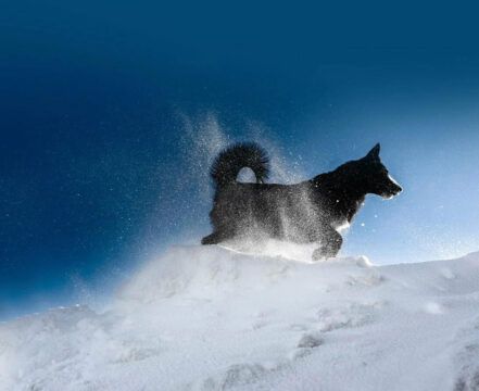Elkhound Norueguês