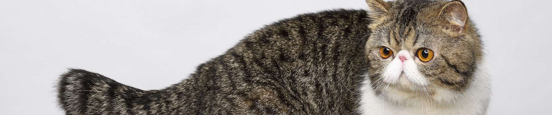 Exótico ou Exotic Shorthair