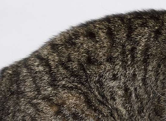 Exótico ou Exotic Shorthair
