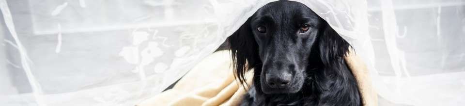 Flat Coated Retriever