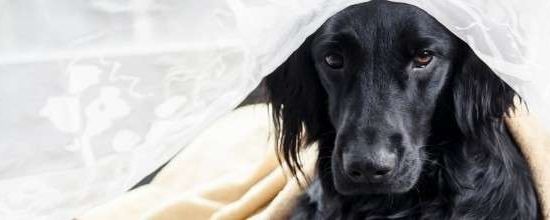 Flat Coated Retriever