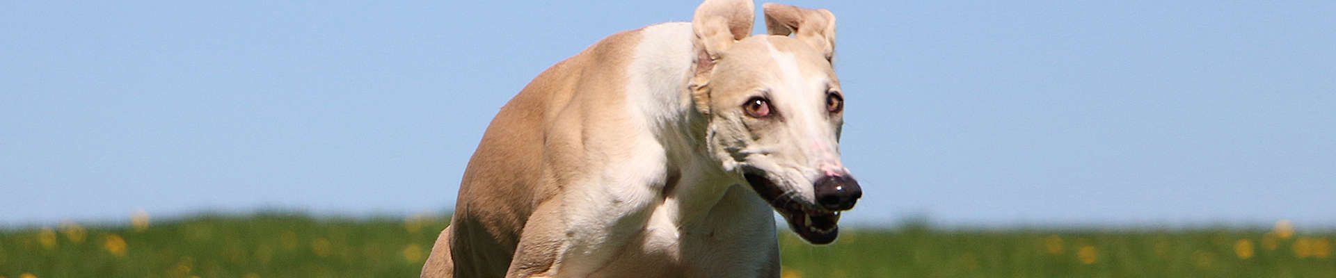 Galgo Espanhol