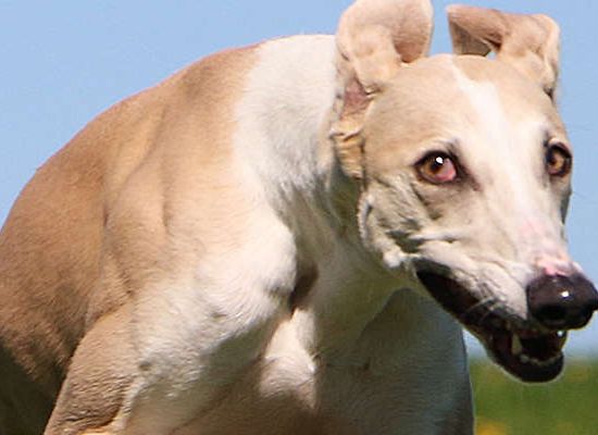 Galgo Espanhol