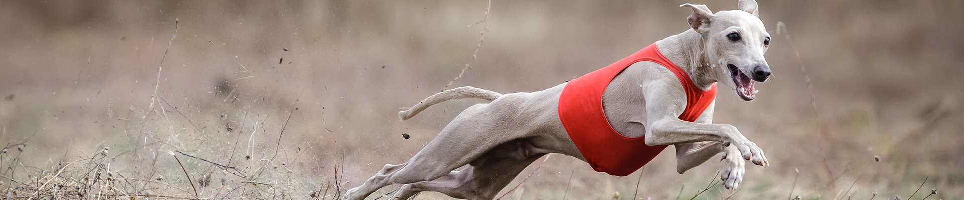 Greyhound