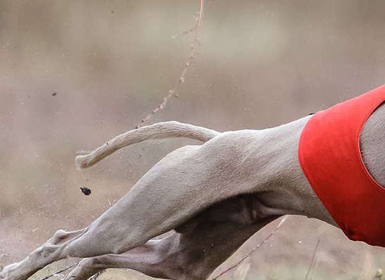 Greyhound