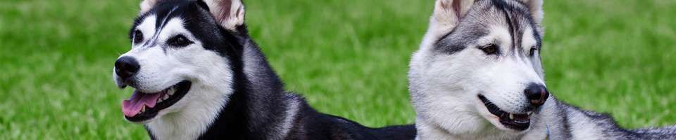 Husky Siberiano
