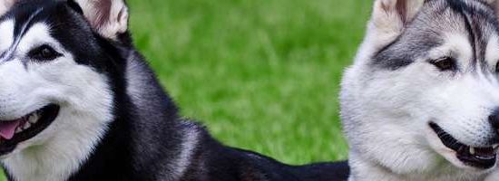 Husky Siberiano