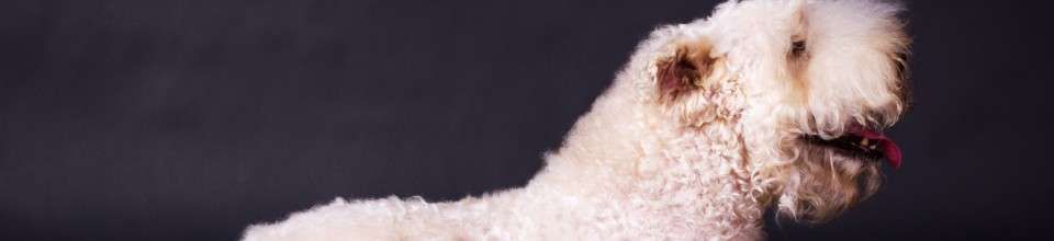 Irish Soft Coated Wheaten Terrier