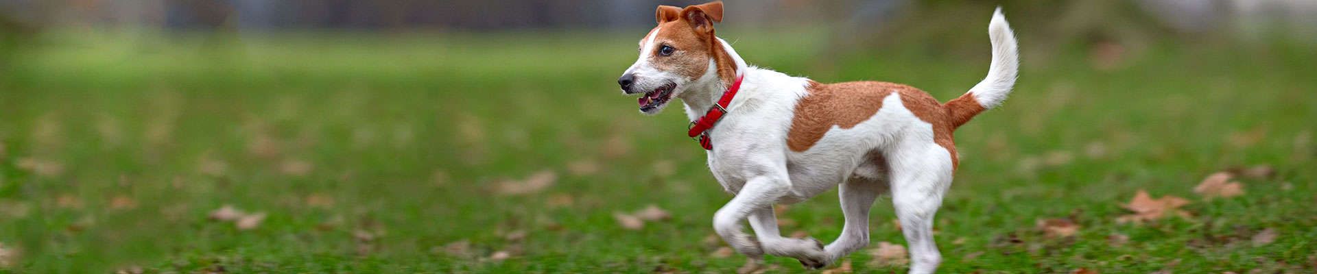 Jack Russell Terrier