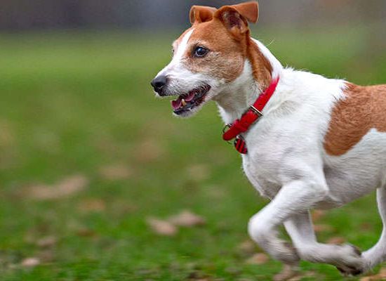 Jack Russell Terrier