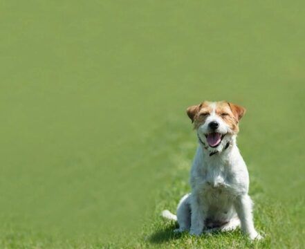 Jack Russell Terrier