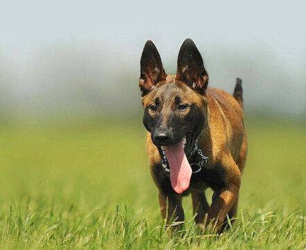 Kelpie Australiano