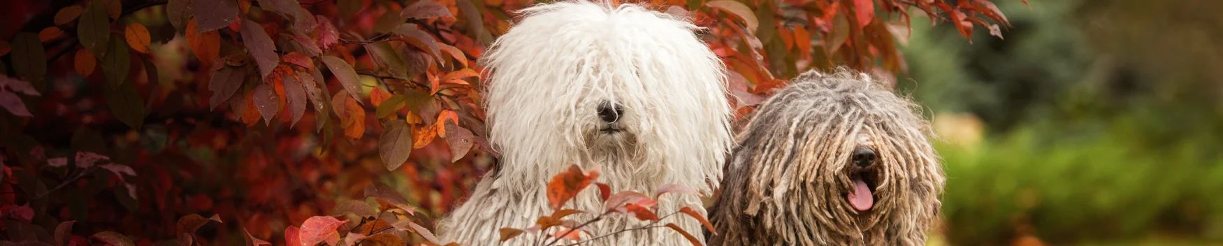 Komondor