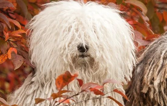 Komondor