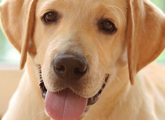 Labrador Retriever