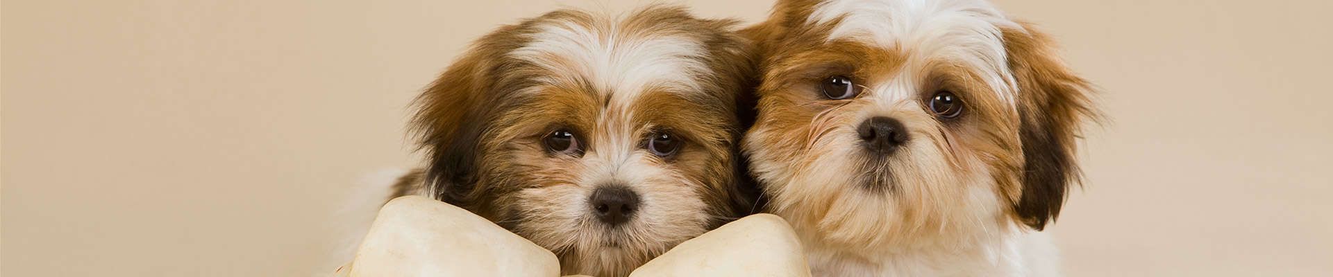 Lhasa Apso