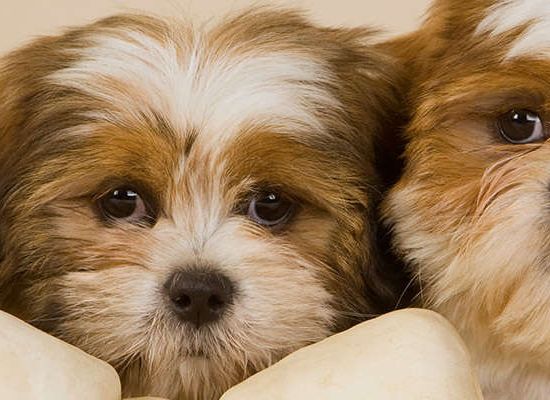 Lhasa Apso